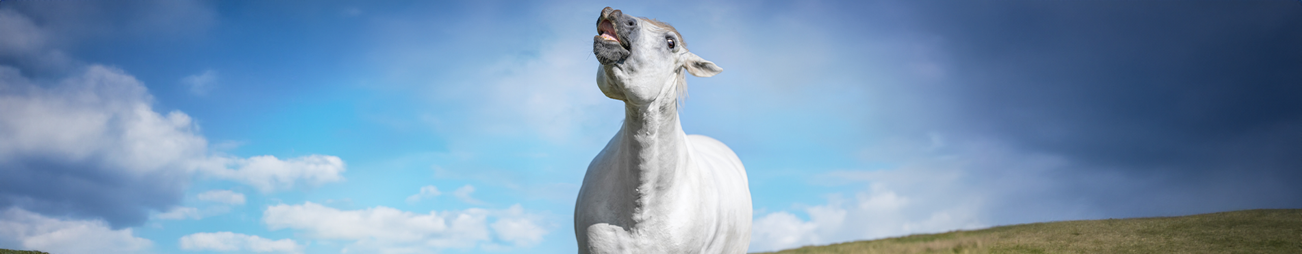 Magengeschwüre beim Pferd