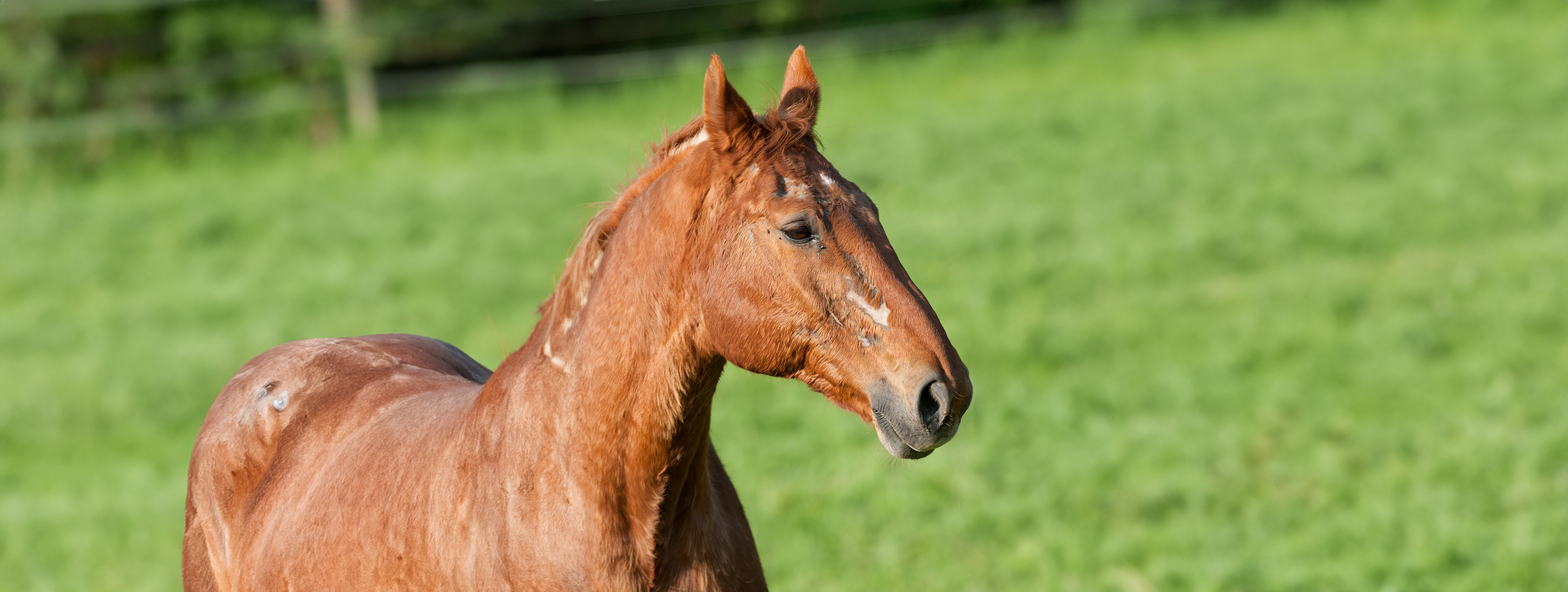 Milben beim Pferd