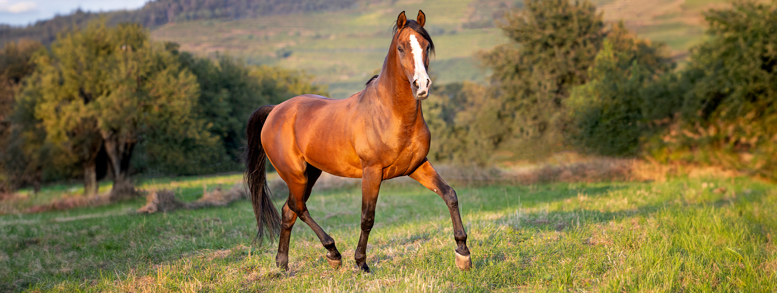 Ödeme beim Pferd