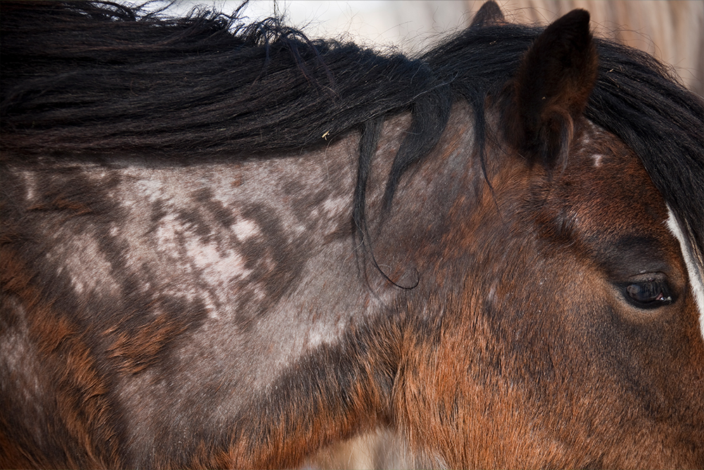 milbenbefall_beim_pferd