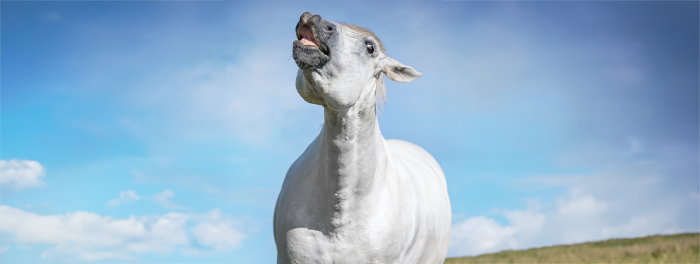 Magengeschwüre beim Pferd