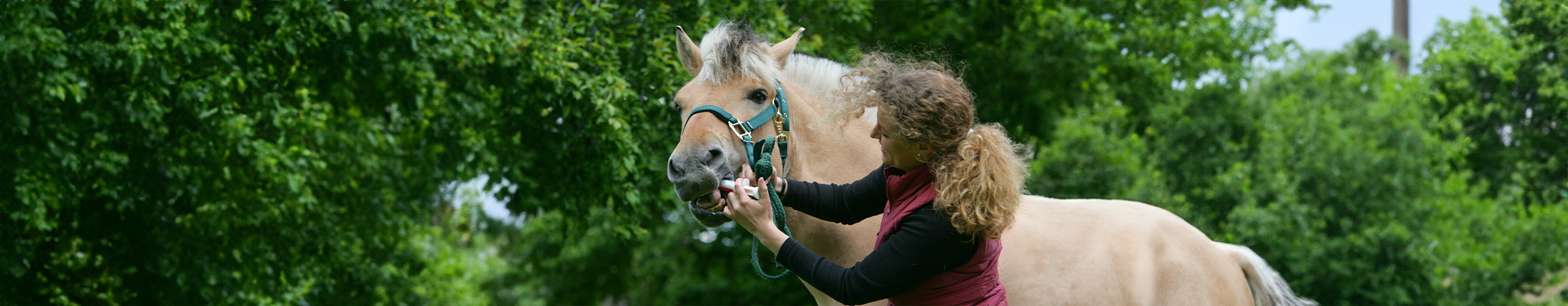 Wurmkur beim Pferd