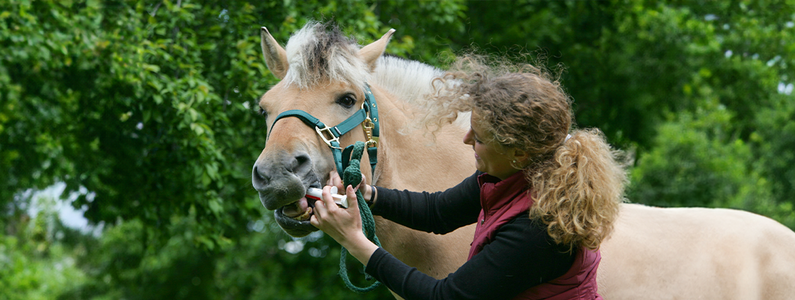 Wurmkur beim Pferd