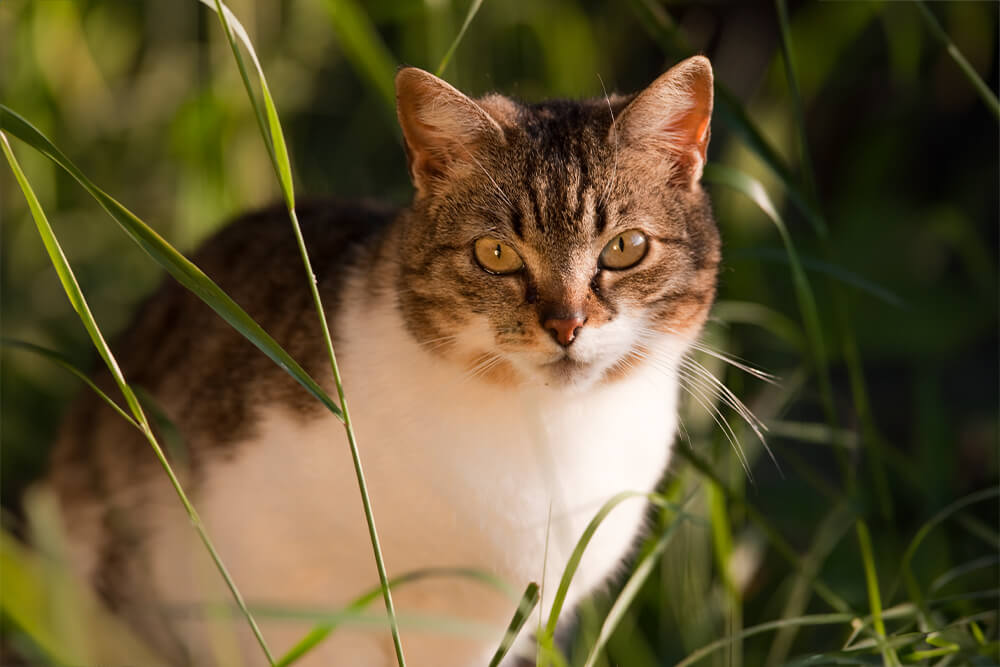 Einsatzgebiete_Katze_1_