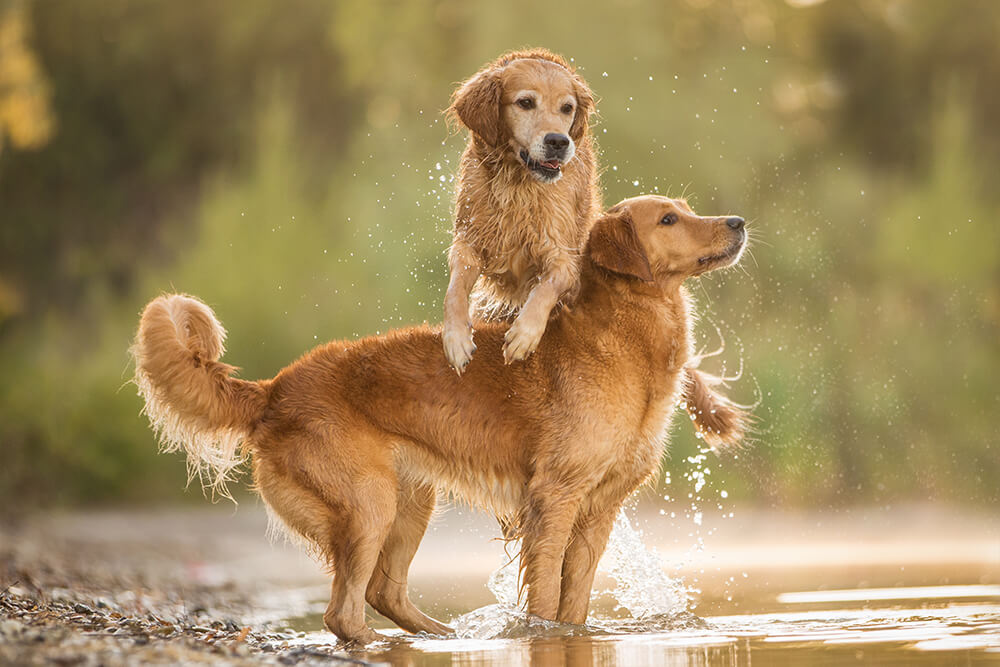 Hunde_dauerhafte_Gesundheit_1_